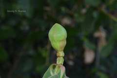 Sonneratia caseolaris